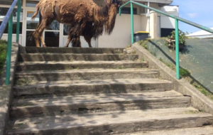 Un visiteur surprise à l'Intégrale  !