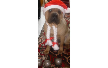 J O Y E U X     N O EL   !