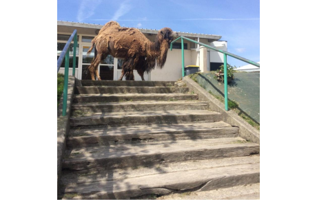 Un visiteur surprise à l'Intégrale  !